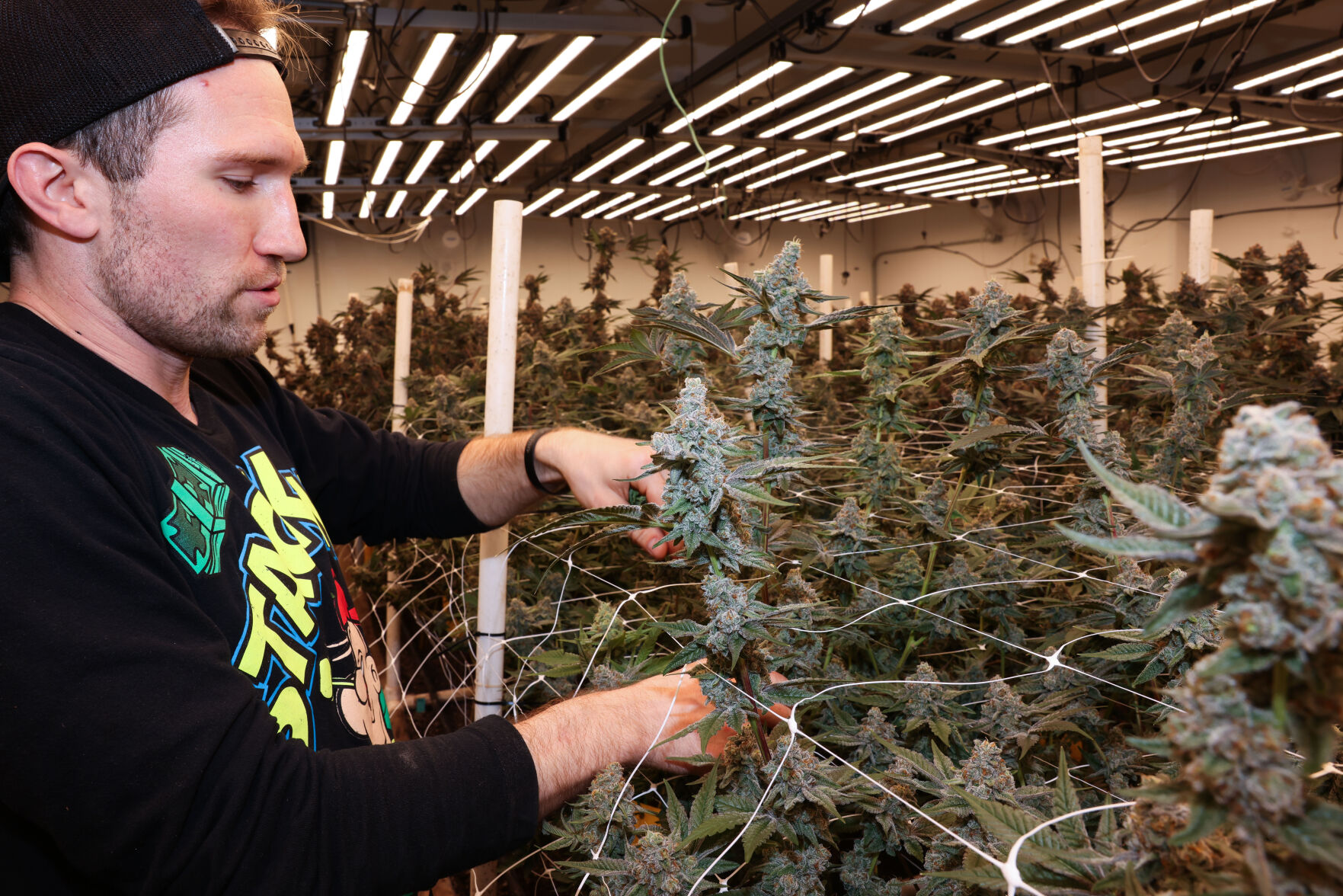 042024-lt-nws-cannabis-farm-p--7.jpg
